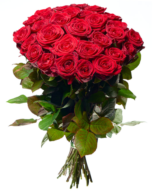 Red roses 50-60cm