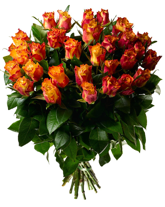 Oranžas divkrāsu rozes 50 - 60 cm