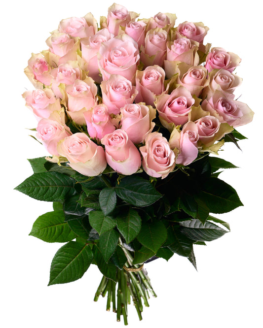 Gaiši rozā rozes 30 - 40 cm