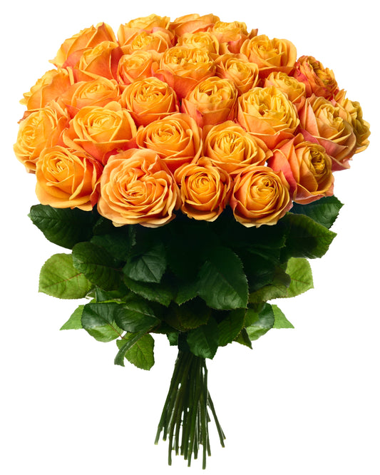 Oranžas rozes 30 - 40 cm