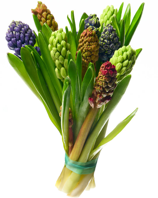 Krāsainas hiacintes