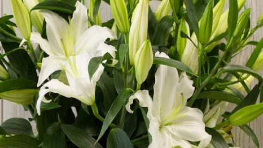 Baltas lillijas